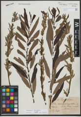 Foto von Salix triandra L. x Salix viminalis L.